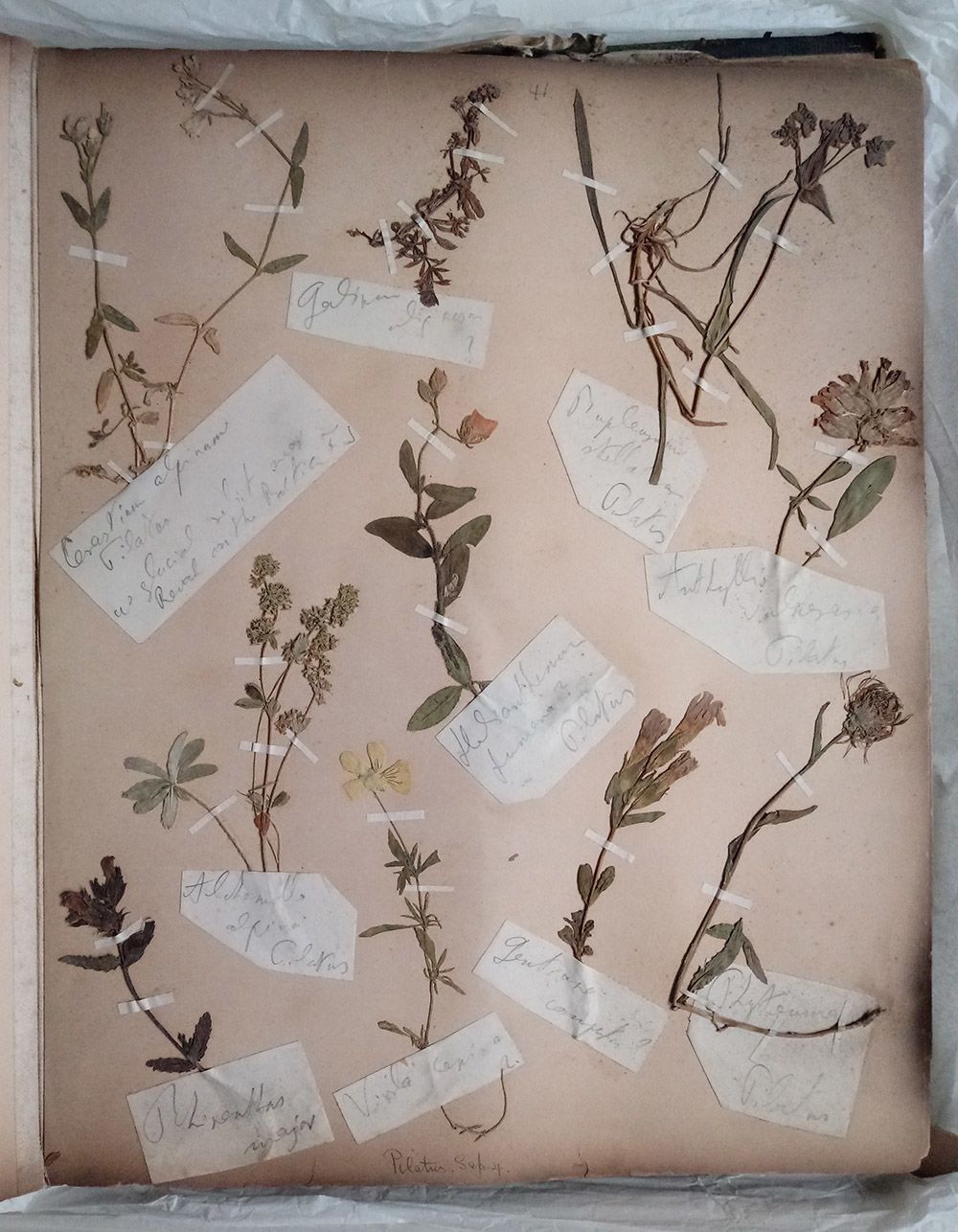 A page of dried plant specimens in a scrapbook.