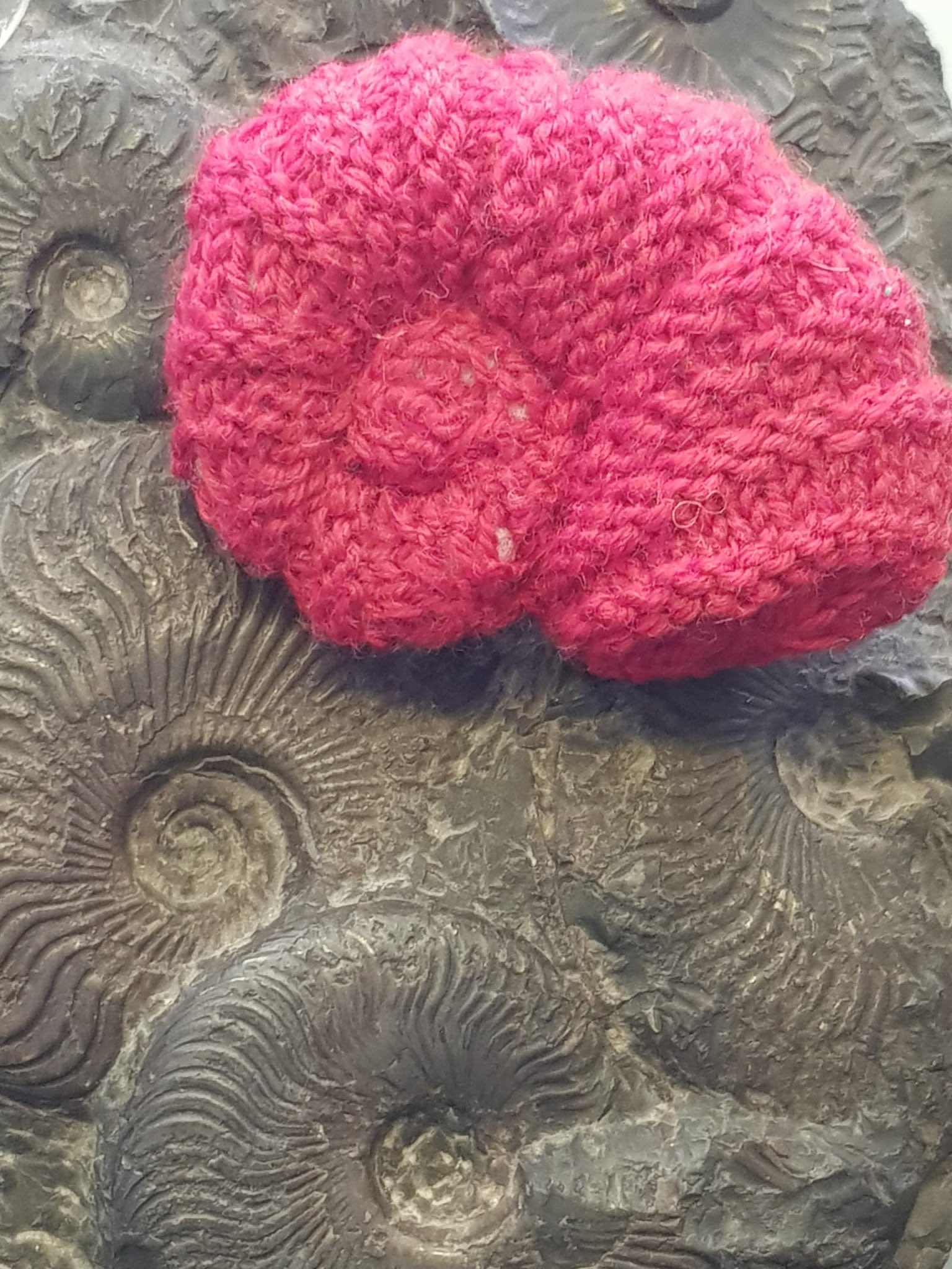 Pink crochet ammonite shell photographed on top of ammonite fossils