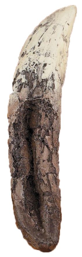 A cast of a T rex tooth. It is roughly the same size and shap as a banana. It includes both the crown and root of the tooth. There are serrations on the front and back of the tooth crown