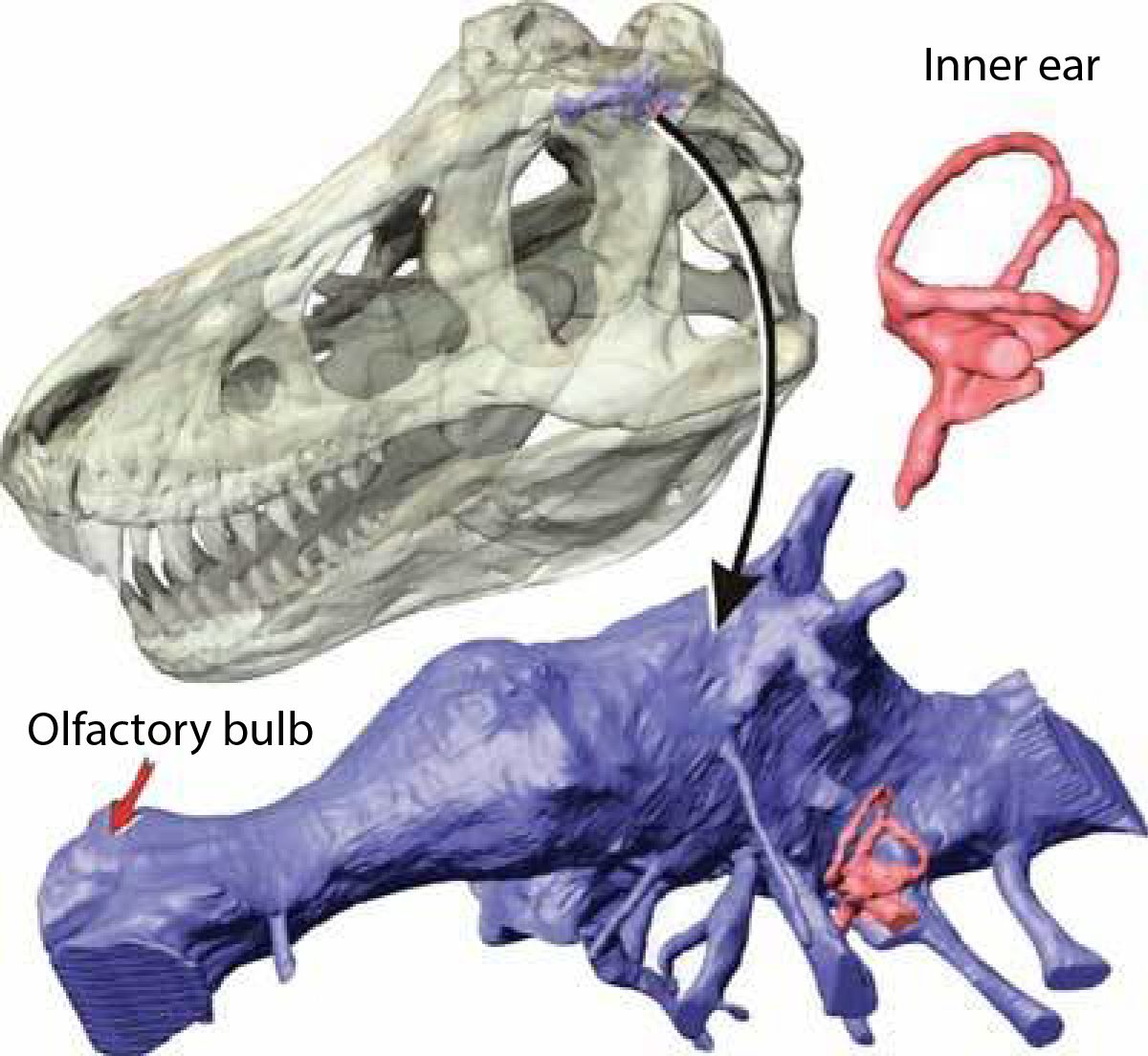Diargram showing the brain and inner ear of a T rex, alongside the brains placement within the skull.