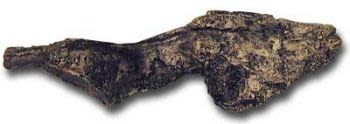 a replica of the endocranial cavity, or braincase, of T. rex. It is around 20 cm long and bulbous on one end.