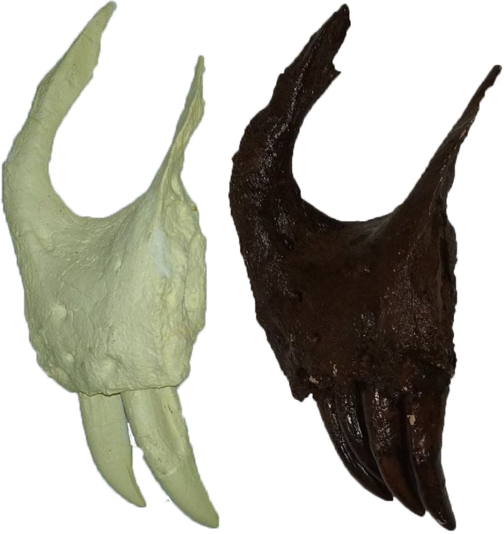 Unpainted and painted casts of 'Stan's' premaxillary bone. The unpainted cast is off-white in colour, the painted one is dark reddish-brown