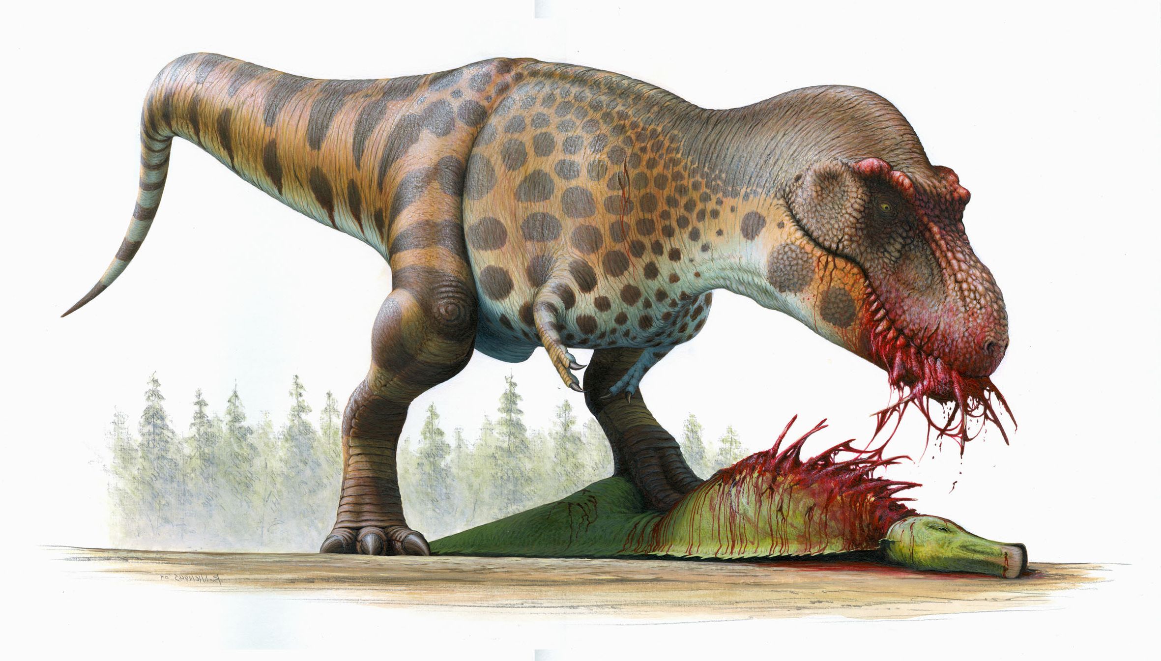 Giant theropods: North vs SouthDr. Scott Hartman's Skeletal Drawing.com