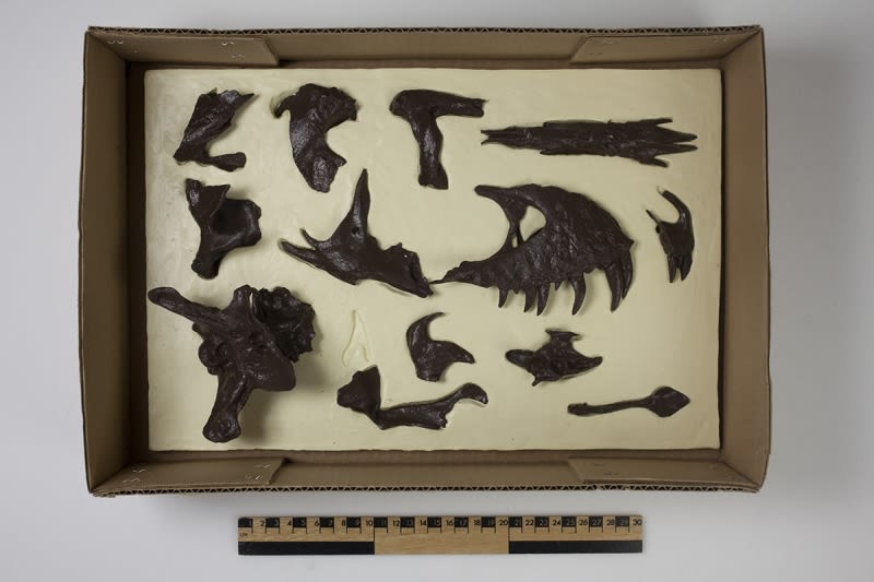 One of three boxes containing 1:6 scale casts of Stan's skull bones.