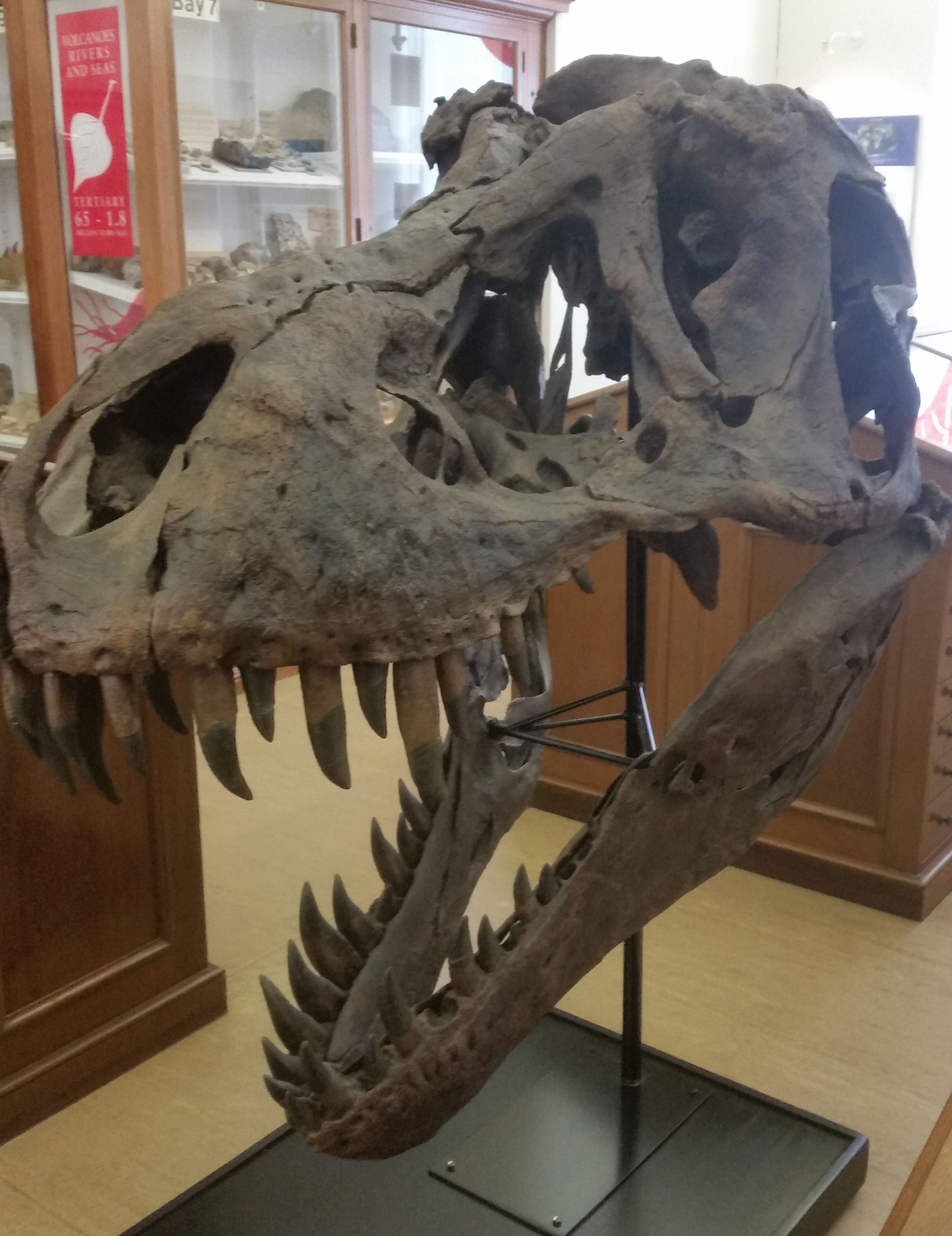 STAN Tyrannosaurus rex® Skeleton – Display Replica – Black Hills Institute